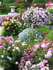 Romantic Shabby chic rose garden