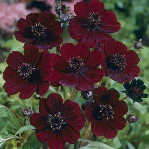 Velvety flowers