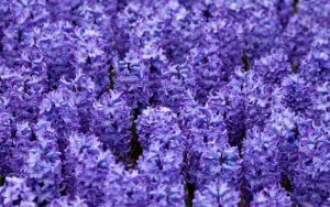 Bell-shaped flowers