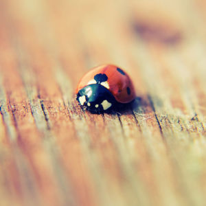 Beneficial insects