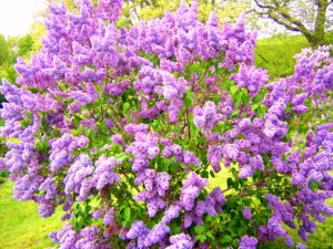 Wonderful scent