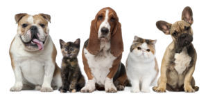 Get a pet!