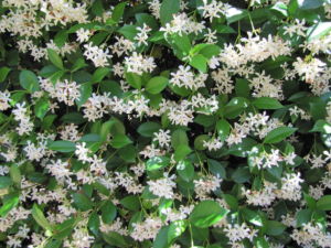 Amazingly scented
