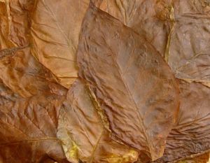 Leaves or a liquid