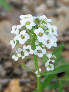 Dainty flowers