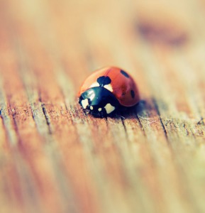 Beneficial insects