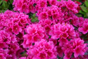 Landscape Azaleas and Rhododendrons