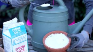 Magnesium deficiency