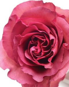 Fertilize your roses
