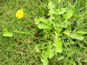 Efficient weed killer