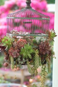 Succulents