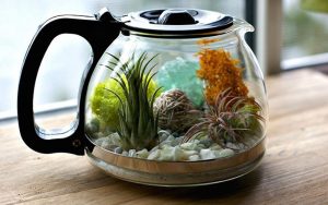 coffee pot terrarium