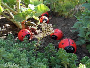 ladybugs