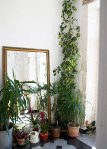 hallway-garden-idea