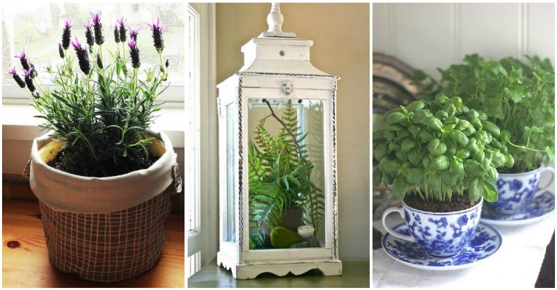 indoor-houseplants