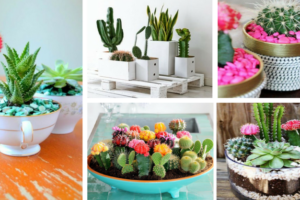 How To Grow Cactus Indoors-5